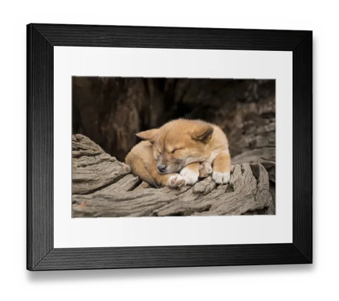 Framed Print : Dingo puppy (Canis lupus dingo), asleep on an old tree trunk Framed Print : Dingo puppy (Canis lupus dingo), asleep on an old tree trunk