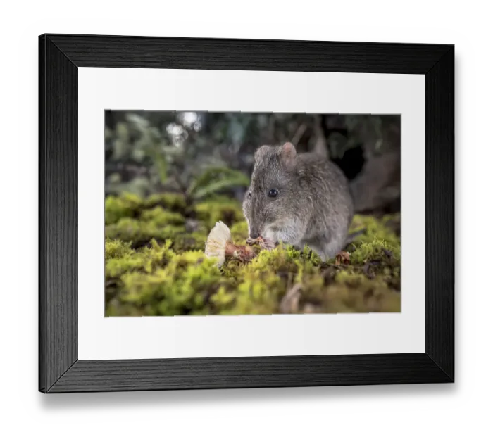 Framed Print : Long-nosed Potoroo (Potorous tridactylus) eating fungi. Captive Framed Print : Long-nosed Potoroo (Potorous tridactylus) eating fungi. Captive