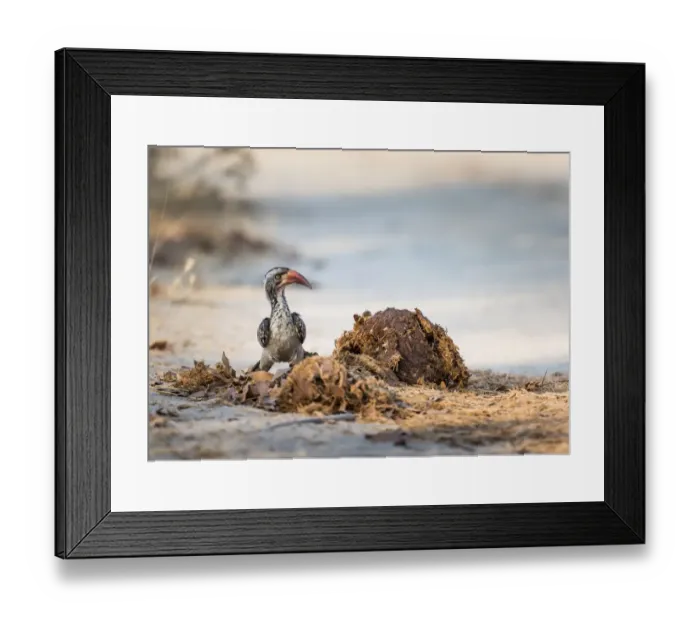 Framed Print : Red-billed hornbill (Tockus erythrorhynchus) examines a pile elephant dung for a Framed Print : Red-billed hornbill (Tockus erythrorhynchus) examines a pile elephant dung for a