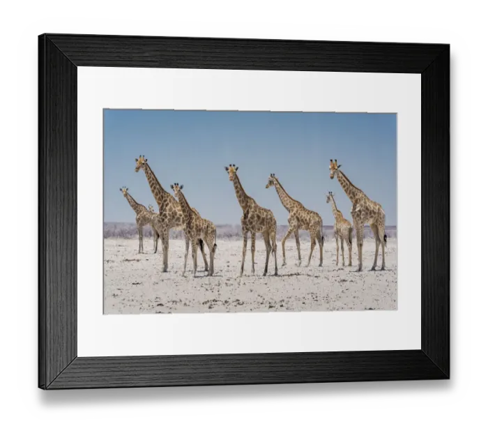 Framed Print : Angolan giraffes (Giraffa giraffa angolensis) approaching a scarce waterhole Framed Print : Angolan giraffes (Giraffa giraffa angolensis) approaching a scarce waterhole