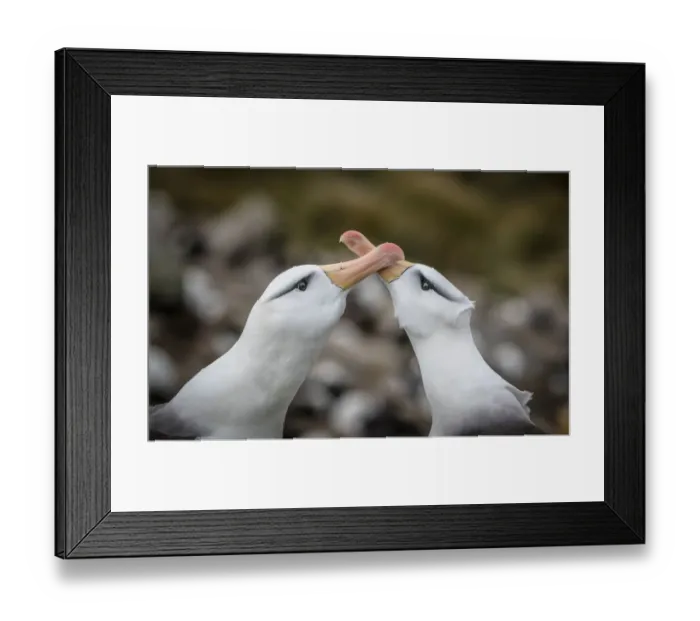 Framed Print : Two Black-browed albatross (Thalassarche melanophris) rub their bills together - part of Framed Print : Two Black-browed albatross (Thalassarche melanophris) rub their bills together - part of