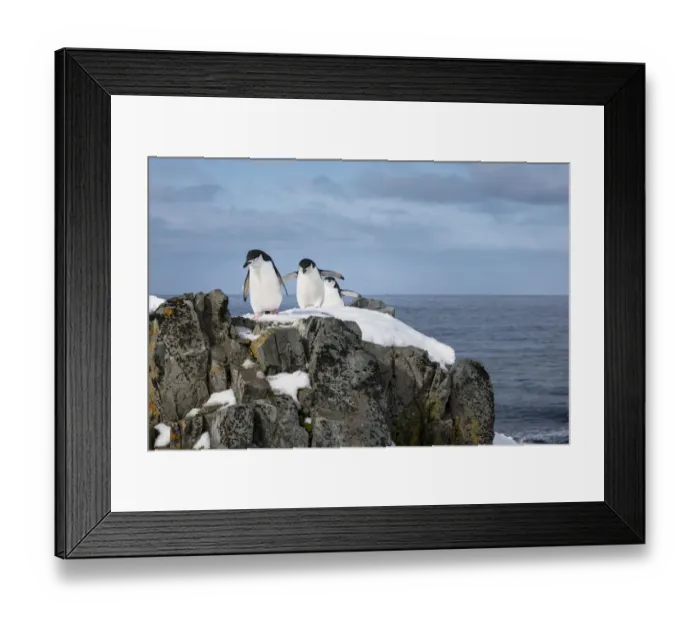 Framed Print : Chinstrap penguins (Pygoscelis antarcticus) coming ashore to find Framed Print : Chinstrap penguins (Pygoscelis antarcticus) coming ashore to find