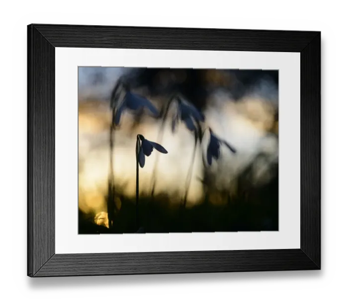 Framed Print : Snowdrop (Galanthus nivalis) flowering, silhouetted at sunset, London, UK, February Framed Print : Snowdrop (Galanthus nivalis) flowering, silhouetted at sunset, London, UK, February