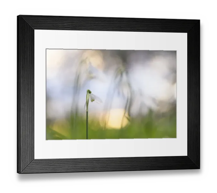 Framed Print : Snowdrop (Galanthus nivalis) flowering, silhouetted at sunset, London, UK, February Framed Print : Snowdrop (Galanthus nivalis) flowering, silhouetted at sunset, London, UK, February