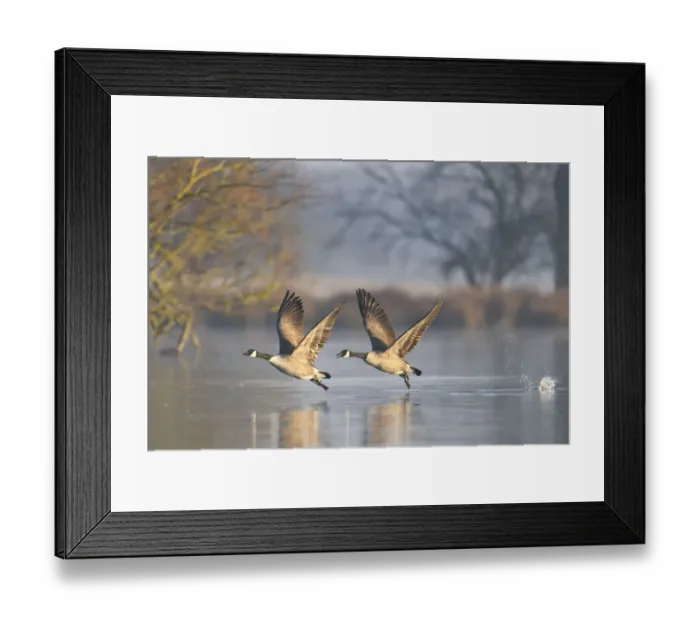 Framed Print : Canada goose (Branta canadensis) pair taking off, Richmond Park, London, UK, November Framed Print : Canada goose (Branta canadensis) pair taking off, Richmond Park, London, UK, November