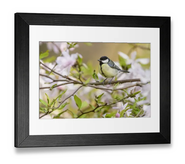 Framed Print : Great tit (Parus major) perched in magnolia tree, London, UK, April Framed Print : Great tit (Parus major) perched in magnolia tree, London, UK, April