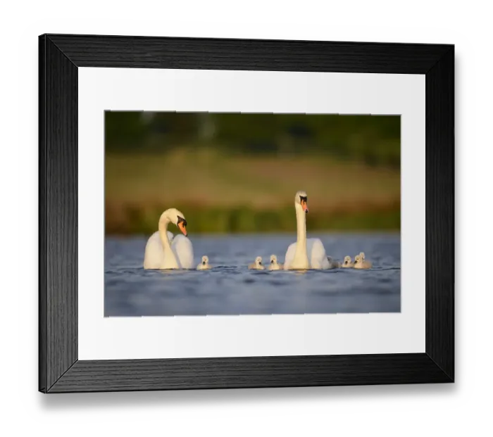Framed Print : Mute swan (Cygnus olor) parents and cygnets swimming, London, UK, April Framed Print : Mute swan (Cygnus olor) parents and cygnets swimming, London, UK, April