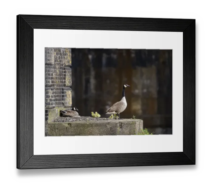 Framed Print : Canada goose (Branta canadensis) parents and goslings by the nest on ledge of Barnes