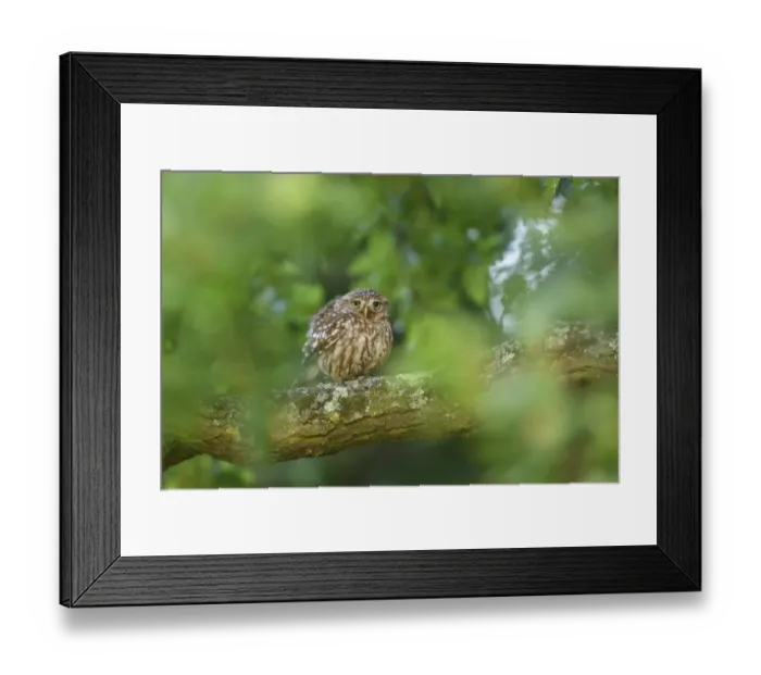 Framed Print : Little owl (Athene noctua) perched on branch of oak tree, London, UK, June Framed Print : Little owl (Athene noctua) perched on branch of oak tree, London, UK, June