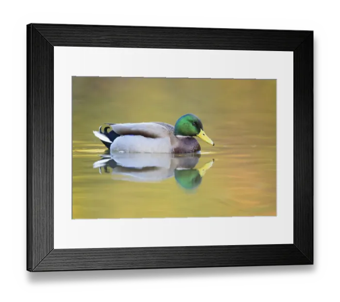 Framed Print : Mallard (Anas platyrhynchos) male swimming with autumn colours reflected in the water Framed Print : Mallard (Anas platyrhynchos) male swimming with autumn colours reflected in the water
