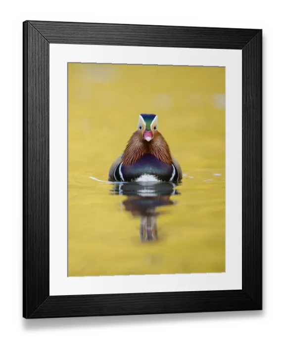 Framed Print : Mandarin duck (Aix galericulata) male swimming, London, UK, November Framed Print : Mandarin duck (Aix galericulata) male swimming, London, UK, November