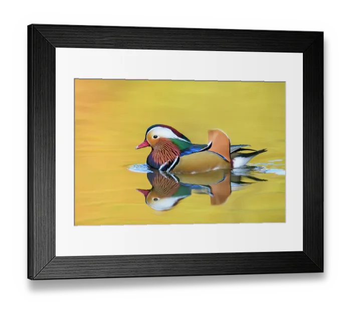 Framed Print : Mandarin duck (Aix galericulata) male swimming with autumn colours reflected in the water, London, UK, November Framed Print : Mandarin duck (Aix galericulata) male swimming with autumn colours reflected in the water, London, UK, November