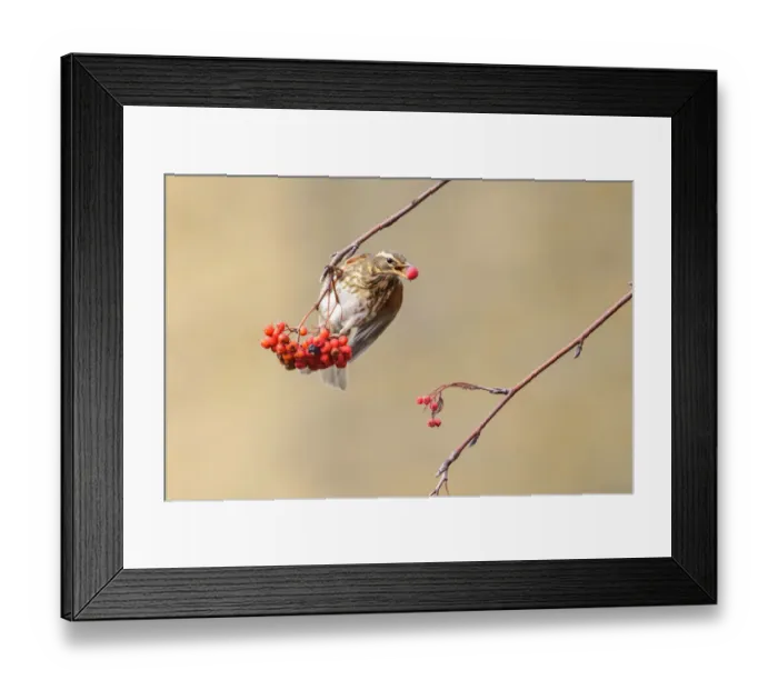 Framed Print : Redwing (Turdus iliacus) feeding on rowan berries, London, UK, January Framed Print : Redwing (Turdus iliacus) feeding on rowan berries, London, UK, January