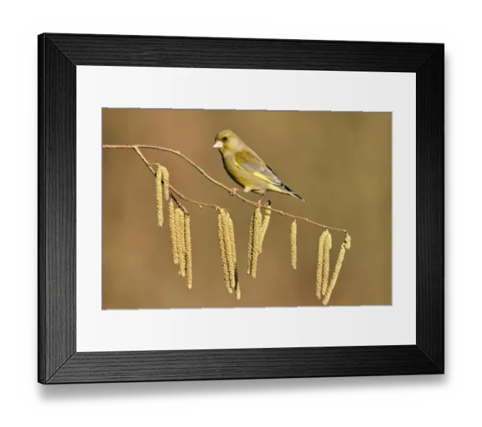 Framed Print : European greenfinch (Chloris chloris chloris) on branch with Hazel catkins (Corylus) Framed Print : European greenfinch (Chloris chloris chloris) on branch with Hazel catkins (Corylus)