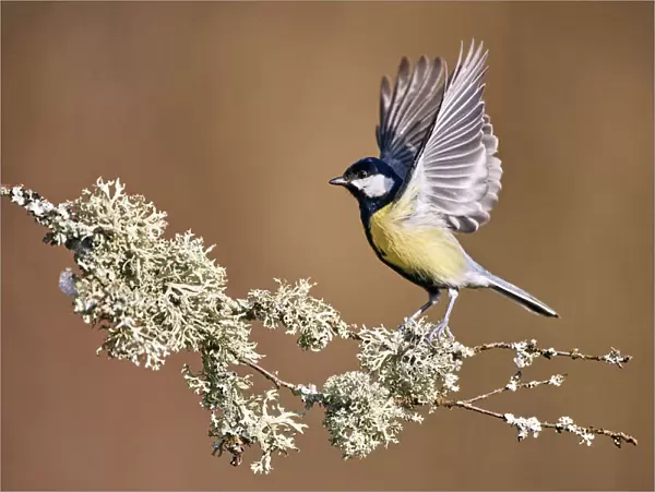 Great tit (Parus major) perched on branch, ready to fly, Moselle, France, February