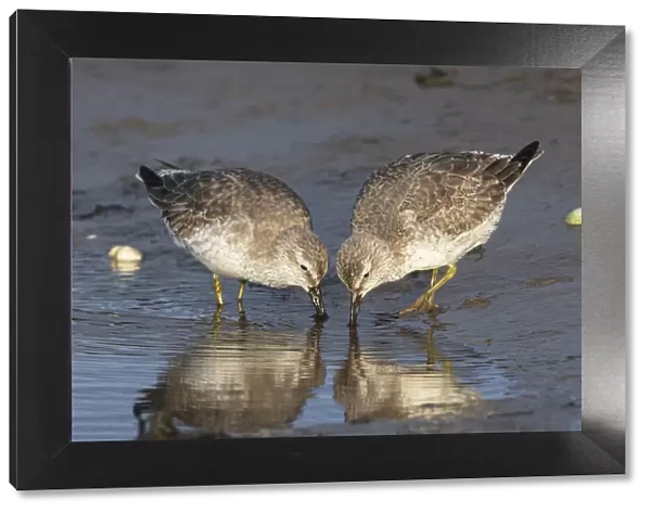 Red knots (Calidris canutus) in winter plumage feeding co-operatively on tidal mudflats