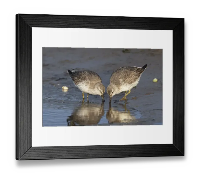 Framed Print : Red knots (Calidris canutus) in winter plumage feeding co-operatively on tidal mudflats Framed Print : Red knots (Calidris canutus) in winter plumage feeding co-operatively on tidal mudflats