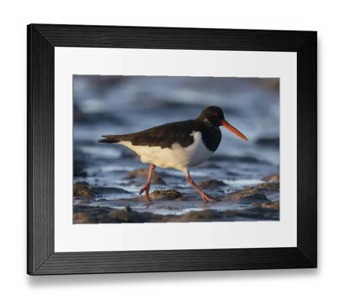 Framed Print : Eurasian oystercatcher (Haematopus ostralegus) walking over tidal mudflats in low winter Framed Print : Eurasian oystercatcher (Haematopus ostralegus) walking over tidal mudflats in low winter