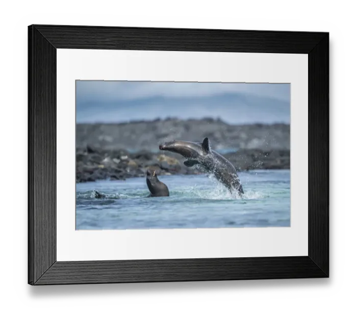 Framed Print : Galapagos sea lion (Zalophus wollebaeki) pups playing in shallows, Sombrero Chino Framed Print : Galapagos sea lion (Zalophus wollebaeki) pups playing in shallows, Sombrero Chino