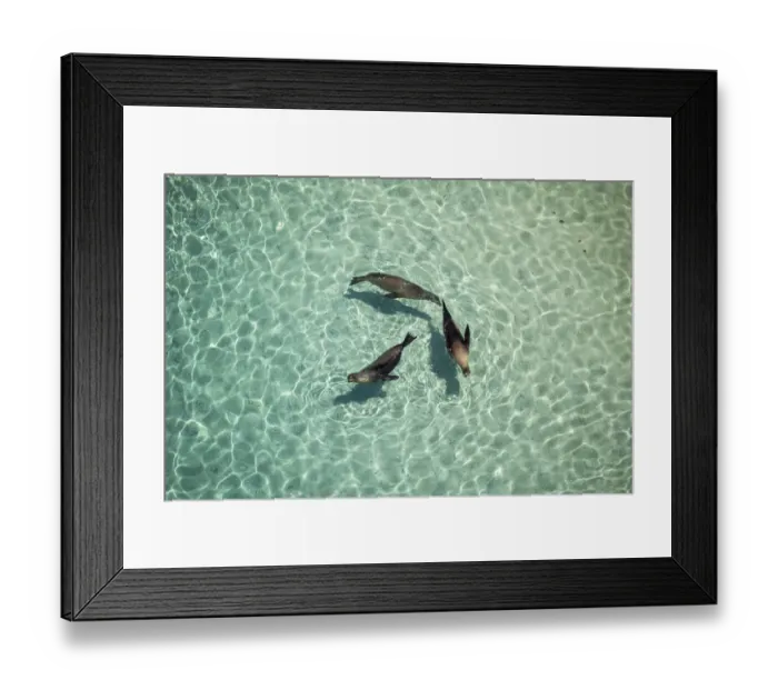 Framed Print : Galapagos sea lion (Zalophus wollebaeki) female resting in shallows, Bainbridge Islets Framed Print : Galapagos sea lion (Zalophus wollebaeki) female resting in shallows, Bainbridge Islets
