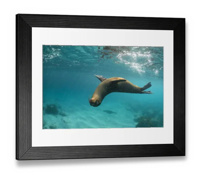 Framed Print : Galapagos sea lion (Zalophus wollebaeki) yearling pup polaying in shallows, Garnder Islet