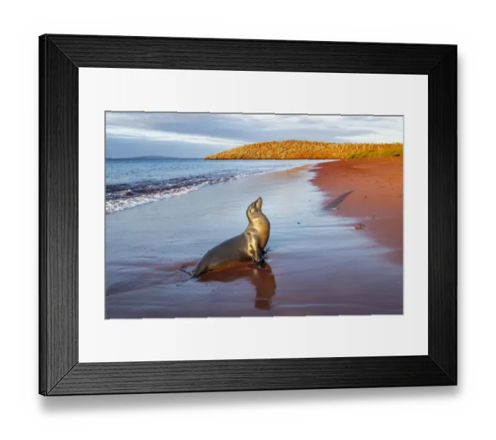 Framed Print : Galapagos sea lion (Zalophus wollebaeki) female on red volcanic beach, Rabida Island Framed Print : Galapagos sea lion (Zalophus wollebaeki) female on red volcanic beach, Rabida Island