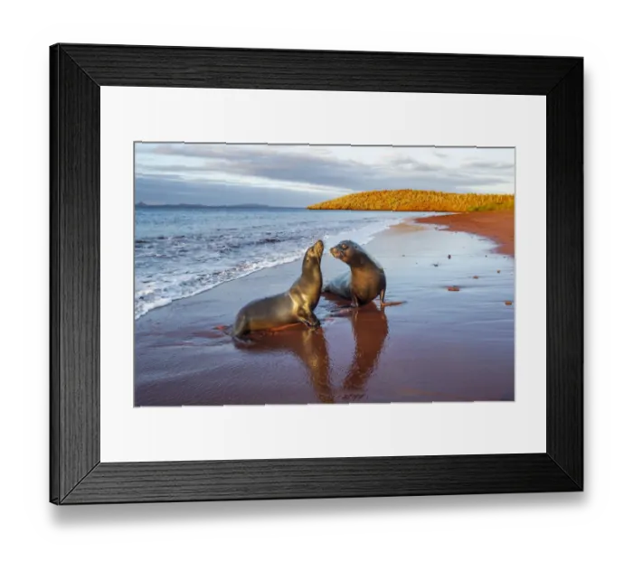 Framed Print : Galapagos sea lion (Zalophus wollebaeki) female and male on red volcanic beach Framed Print : Galapagos sea lion (Zalophus wollebaeki) female and male on red volcanic beach
