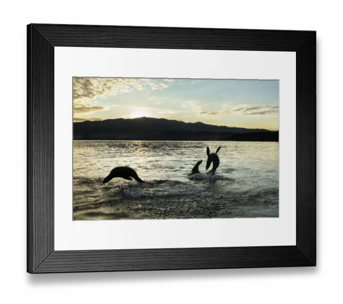 Framed Print : Galapagos sea lion (Zalophus wollebaeki) pups playing at sunrise, Puerto Egas Framed Print : Galapagos sea lion (Zalophus wollebaeki) pups playing at sunrise, Puerto Egas