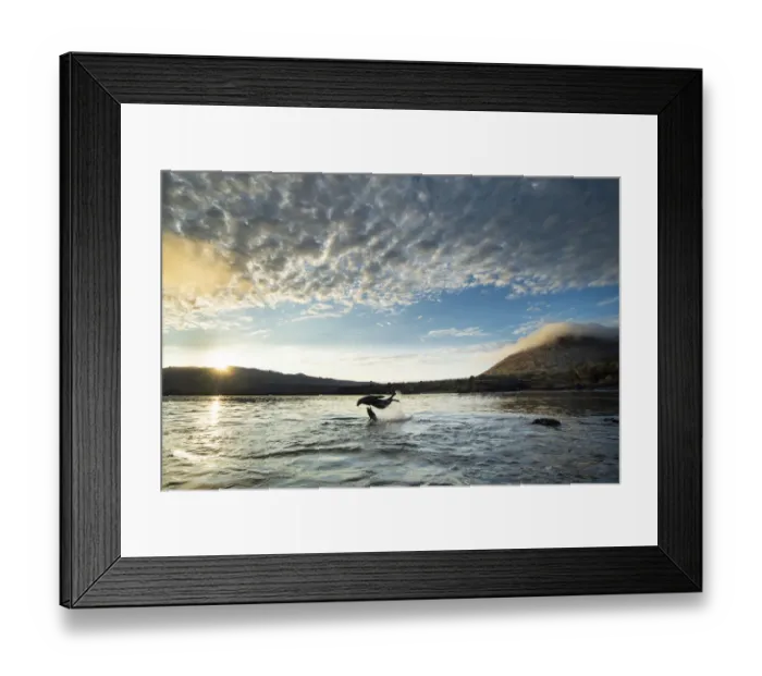 Framed Print : Galapagos sea lion (Zalophus wollebaeki) pups playing at sunrise, Puerto Egas Framed Print : Galapagos sea lion (Zalophus wollebaeki) pups playing at sunrise, Puerto Egas