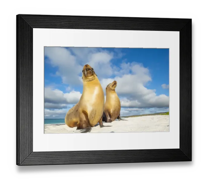 Framed Print : Galapagos sea lion (Zalophus wollebaeki) female and pup, Gardner Bay, Espanola Island Framed Print : Galapagos sea lion (Zalophus wollebaeki) female and pup, Gardner Bay, Espanola Island