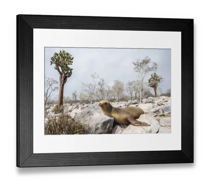 Framed Print : Galapagos sea lion (Zalophus wollebaeki) young male resting among giant cacti away Framed Print : Galapagos sea lion (Zalophus wollebaeki) young male resting among giant cacti away
