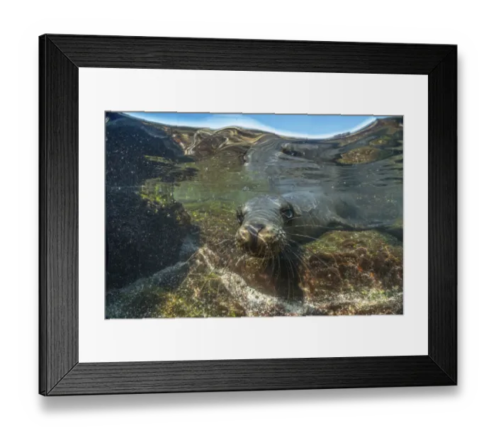Framed Print : Galapagos sea lion (Zalophus wollebaeki) pup playing in tidepool, Plazas Island Framed Print : Galapagos sea lion (Zalophus wollebaeki) pup playing in tidepool, Plazas Island