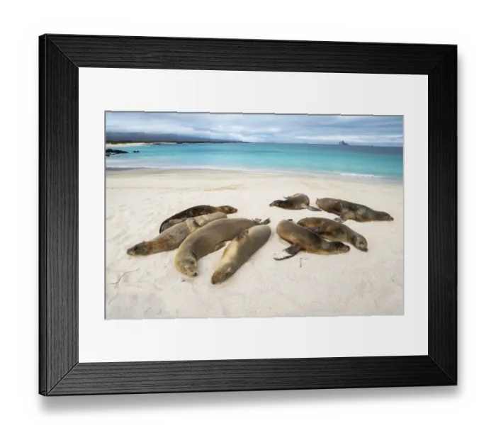 Framed Print : Galapagos sea lion (Zalophus wollebaeki) females sleeping, Cerro Brujo Framed Print : Galapagos sea lion (Zalophus wollebaeki) females sleeping, Cerro Brujo