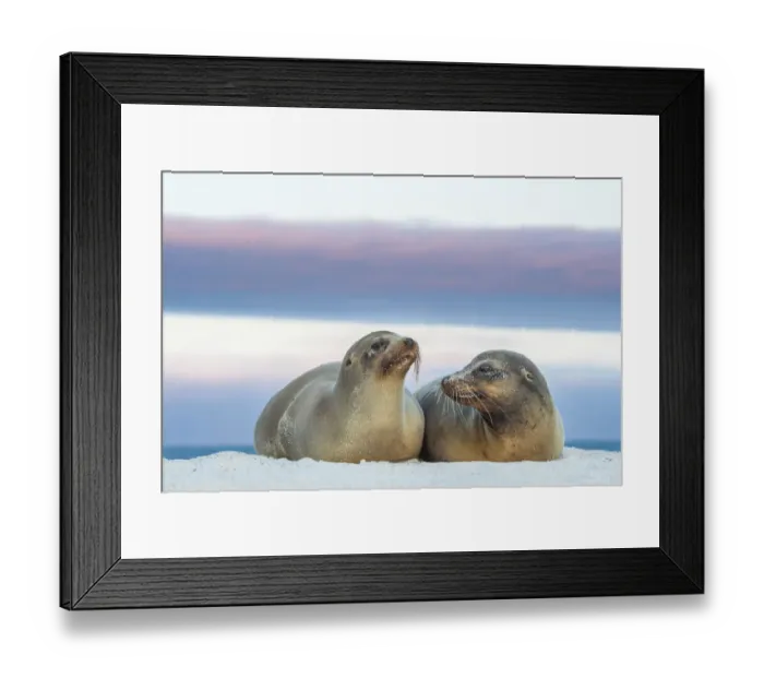 Framed Print : Galapagos sea lion (Zalophus wollebaeki) female and young male, sunset, Mosquera Islet Framed Print : Galapagos sea lion (Zalophus wollebaeki) female and young male, sunset, Mosquera Islet