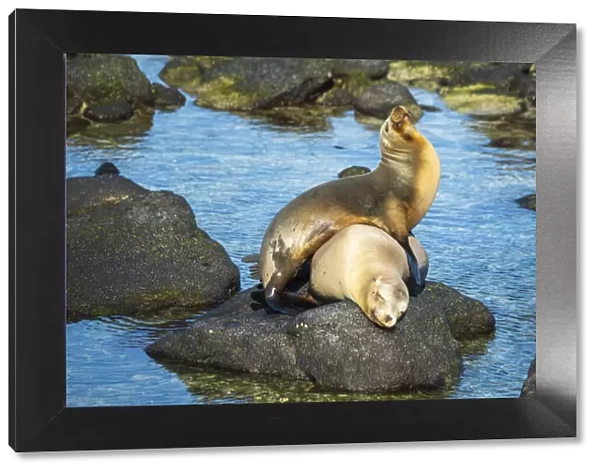 Galapagos sea lion (Zalophus wollebaeki) yearling pup playfully clambering on mother