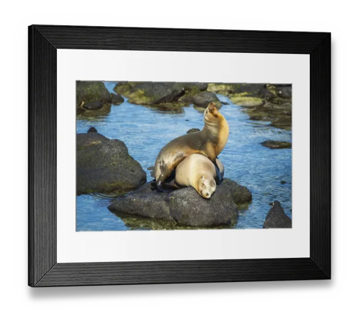 Framed Print : Galapagos sea lion (Zalophus wollebaeki) yearling pup playfully clambering on mother Framed Print : Galapagos sea lion (Zalophus wollebaeki) yearling pup playfully clambering on mother
