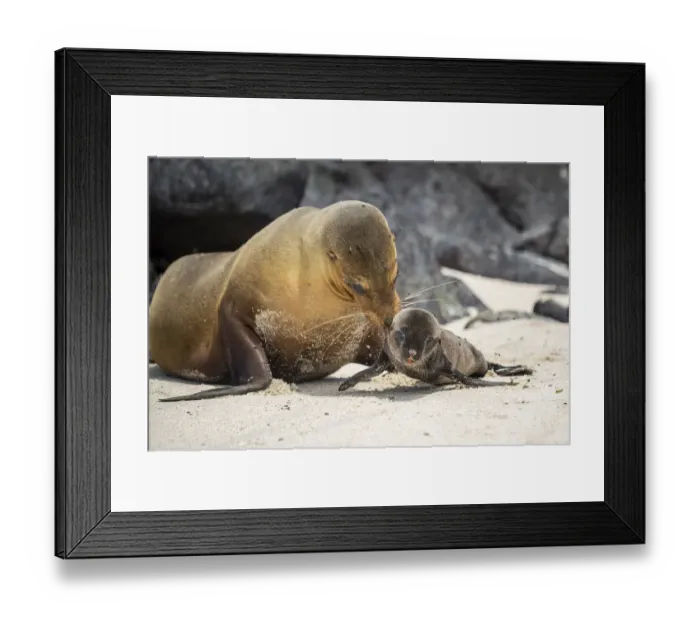Framed Print : Galapagos sea lion (Zalophus wollebaeki) female carrying newborn pup to water to cool Framed Print : Galapagos sea lion (Zalophus wollebaeki) female carrying newborn pup to water to cool