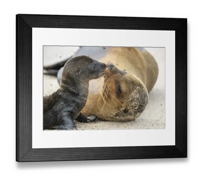 Framed Print : Galapagos sea lion (Zalophus wollebaeki) female with newborn pup, Punta Suarez Framed Print : Galapagos sea lion (Zalophus wollebaeki) female with newborn pup, Punta Suarez