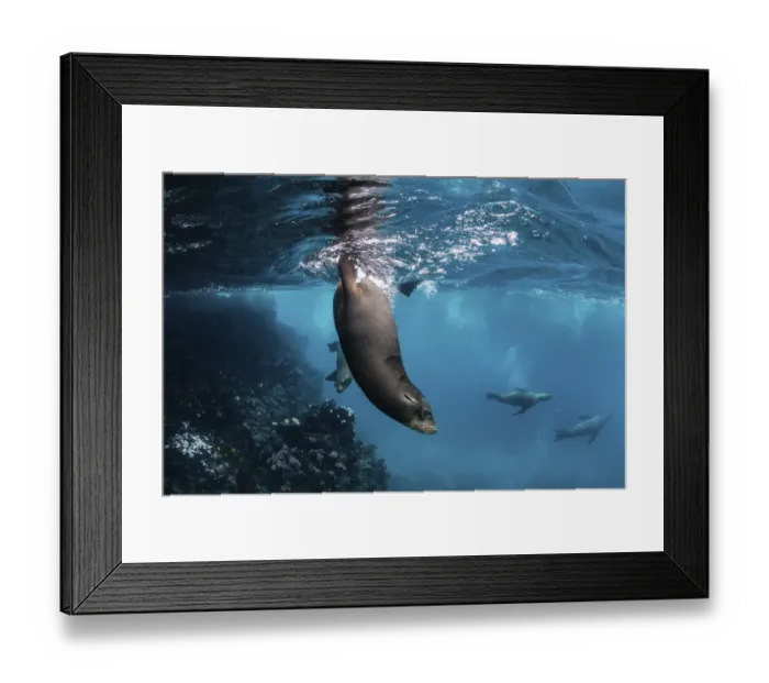 Framed Print : Galapagos sea lion (Zalophus wollebaeki) yearling pups playing in shallows, Gardner Islet