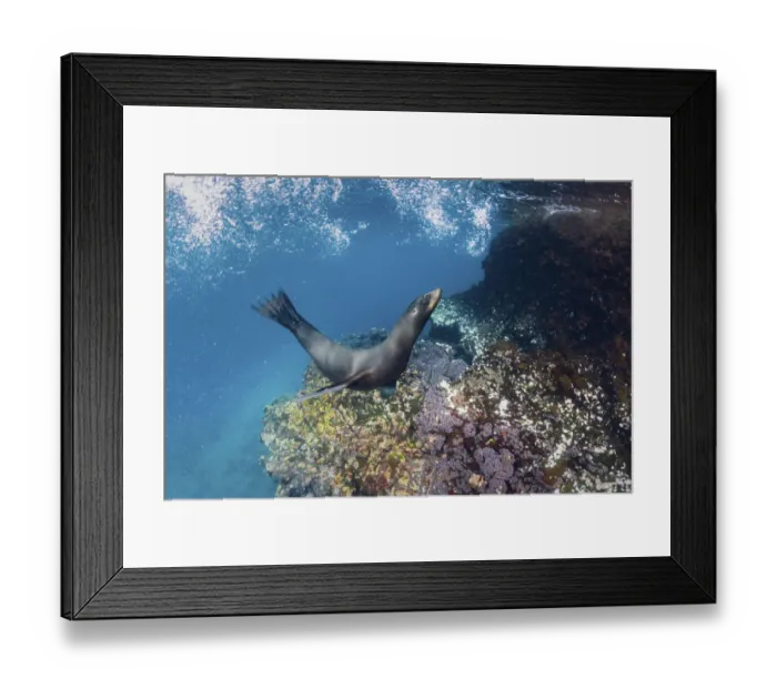 Framed Print : Galapagos sea lion (Zalophus wollebaeki) yearling pup playing in shallows, Gardner Islet Framed Print : Galapagos sea lion (Zalophus wollebaeki) yearling pup playing in shallows, Gardner Islet