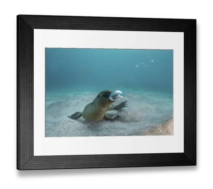 Framed Print : Galapagos sea lion (Zalophus wollebaeki) yearling pup playing withg own air bubbles in Framed Print : Galapagos sea lion (Zalophus wollebaeki) yearling pup playing withg own air bubbles in