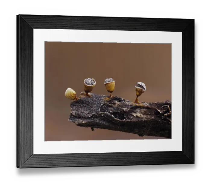 Framed Print : Slime mould (Craterium minutum) tiny sporangia in various stages of development on tiny Framed Print : Slime mould (Craterium minutum) tiny sporangia in various stages of development on tiny