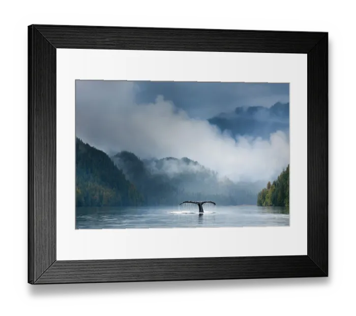 Framed Print : Adult humpback whale (Megaptera novaeangliae) diving in deep water channel. Great Bear Rainforest, British Columbia, Canada. COP26 Countdown Photo Competition 2021 Finalist. (digitally stitched image) Framed Print : Adult humpback whale (Megaptera novaeangliae) diving in deep water channel. Great Bear Rainforest, British Columbia, Canada. COP26 Countdown Photo Competition 2021 Finalist. (digitally stitched image)