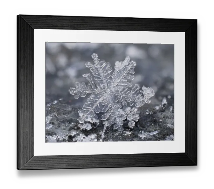 Framed Print : Close up of indiviual snow flake on garden table, Hertfordshire, England, UK Framed Print : Close up of indiviual snow flake on garden table, Hertfordshire, England, UK