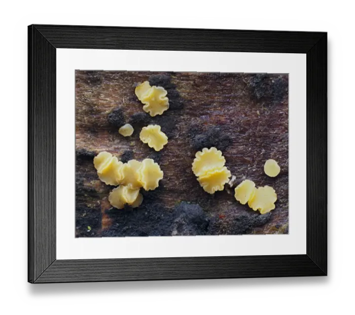 Framed Print : Fungi (Bisporella subpallida) tiny cup fungi growing on rotting beech log Framed Print : Fungi (Bisporella subpallida) tiny cup fungi growing on rotting beech log