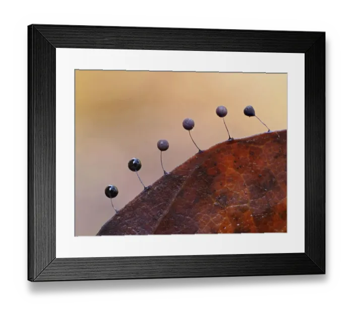 Framed Print : Slime mould (Comatricha lurida) 2mm tall sporangia growing along the edge of a rotting Framed Print : Slime mould (Comatricha lurida) 2mm tall sporangia growing along the edge of a rotting