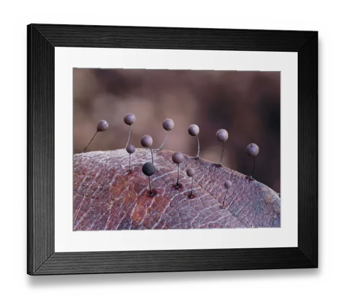 Framed Print : Slime mould (Comatricha lurida) 2mm tall sporangia growing on the surface of a leaf