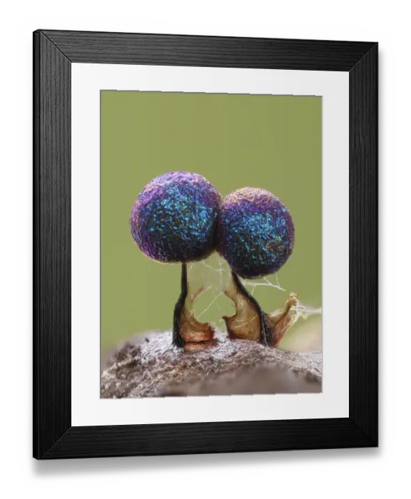 Framed Print : Slime mould (Lamproderma scintillans) super close up of 1mm tall sporangia