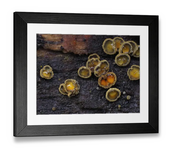 Framed Print : Fungi (Neodasyscyopha cerina) tiny cup fungi growing on rotting beech log Framed Print : Fungi (Neodasyscyopha cerina) tiny cup fungi growing on rotting beech log