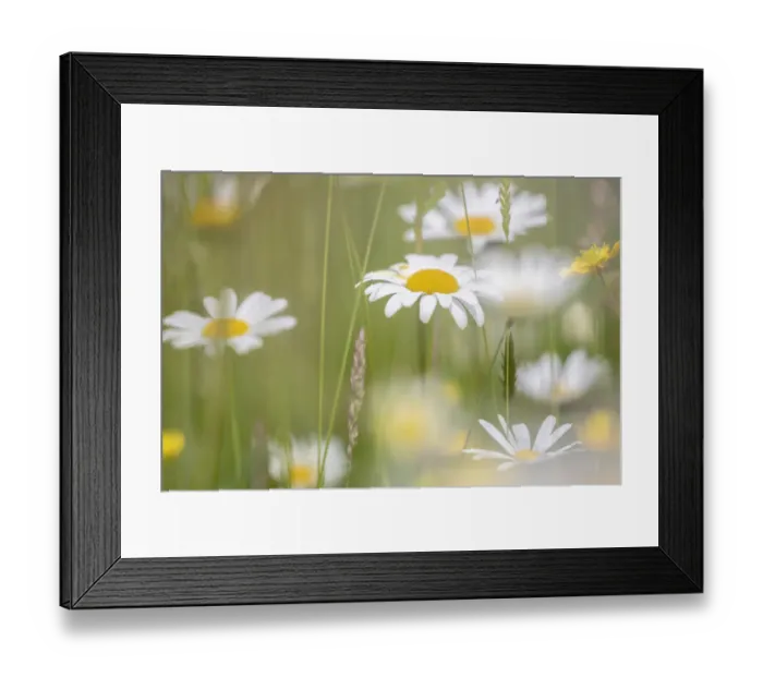 Framed Print : Oxeye daisies (Leucanthemum vulgare)in upland hay meadow, Northumberland National Park Framed Print : Oxeye daisies (Leucanthemum vulgare)in upland hay meadow, Northumberland National Park